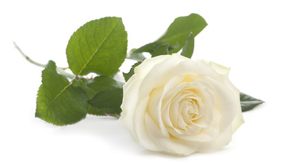 White rose in front of a white background - Powered by Adobe