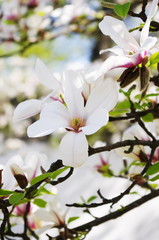 Obraz premium Wunderschöne Magnolien