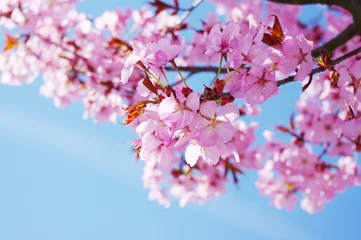 Fotobehang Kersenbloesem Roze kersenboom in volle bloei