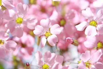 Fototapeta na wymiar Pink flowers bouquet