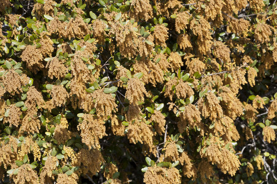 Flores masculinas de encina (Quercus ilex subsp. ballota)