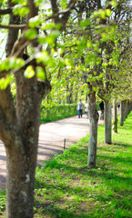 Green linden alley in the park
