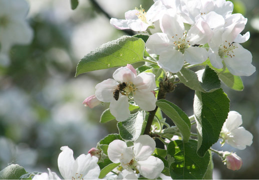 apple tree flowers and a bee