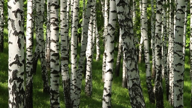 trunks of birch trees in spring day as a background