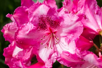 Gordijnen rododendron © Chris Leachman