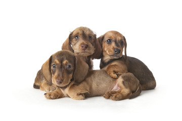 Obraz premium family portrait of dachshund puppies
