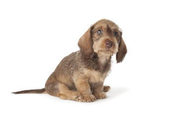 Wire-haired dachshund puppy