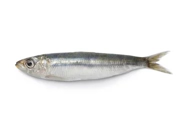 Fotobehang Hele enkele verse rauwe sardine © Picture Partners