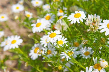Fototapeta na wymiar Field of beautiful white daisy wheels