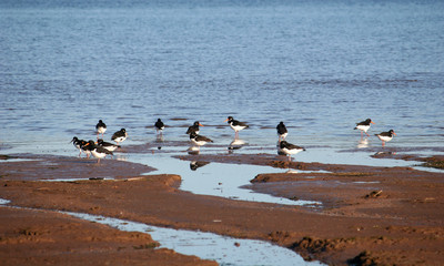 oyster catchers on beach