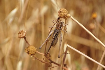 Locust on autumn meadow close-up