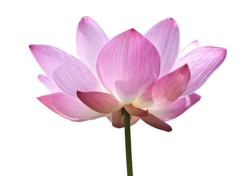 Pink lotus isolated on white background.