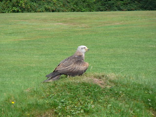 yellow billed kite on the ground