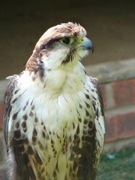 falcon