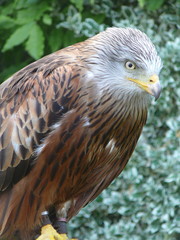 Yellow billed kite with jesses