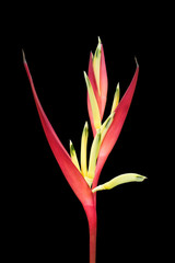 Tropical Heliconia