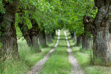 Аллея тутовых деревьев. © mvi690