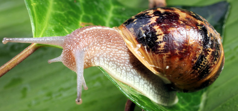 escargot