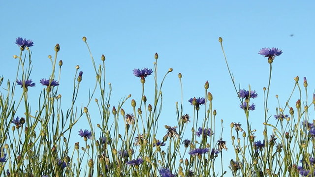 Blumenwiese
