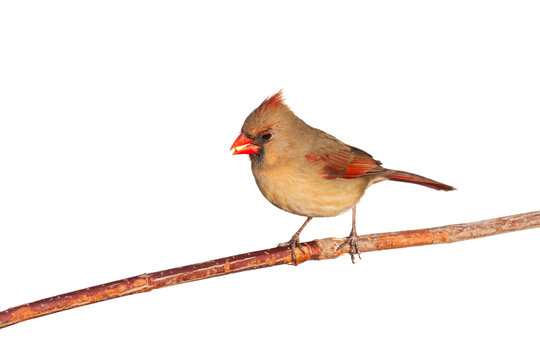 female cardinal eating a seed