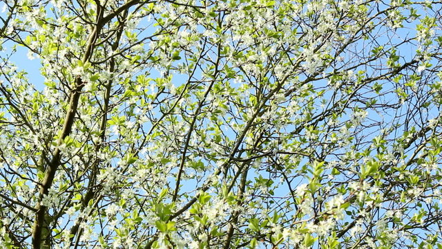 Zwetschgenbl&uuml;te