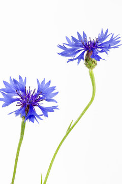 Bl&uuml;hende Kornblumen (Centaurea cyanus), isoliert