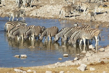 Fototapeta na wymiar Zebras am Wasserloch