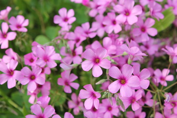 ピンクのムラサキカタバミの花