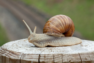 Виноградная улитка.