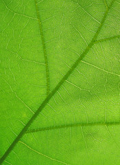 abstract green leaf closeup texture, nature details