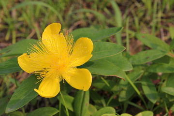 黄色のキンシバイの花