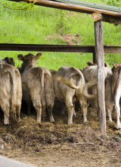 Line of Cow rear view