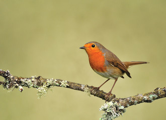 Erithacus rubecula.