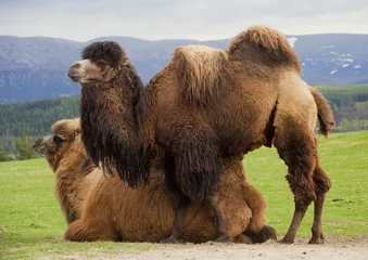 Fotobehang Kameel Paar Bactrische kamelen, één liggend