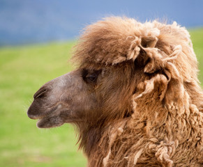 Bactrian camel head close up