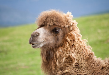 Bactrian camel close up