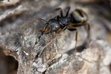 ant