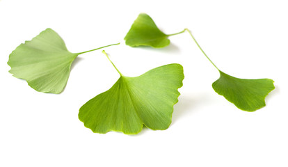 ginkgo biloba