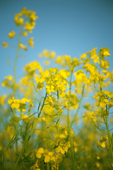 Rapeseed in bloom