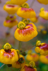 calceolaria