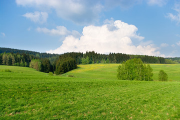 Spring landscape near the forest