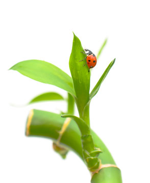 Ladybug sitting on the green shoots of plants