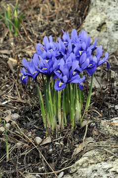 Blaue Blume im Fr&uuml;hling