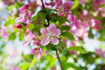 Blooming wild apple-trees