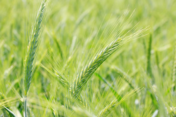 Detail of the green Barley Spike