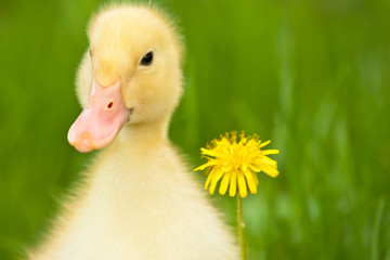 Little duckling