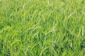 Spring Field of green Barley