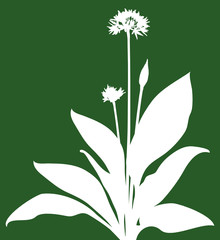 Bear's Garlic / Bärlauch Green