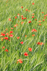 Spring Field of green Barley with red Poppy