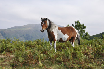 Pferd weiß braun gescheckt auf Bergwiese